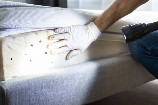 Best Affordable Pest Control Services  in Applewood, CO