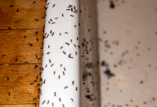 Best Residential Pest Control  in Applewood, CO
