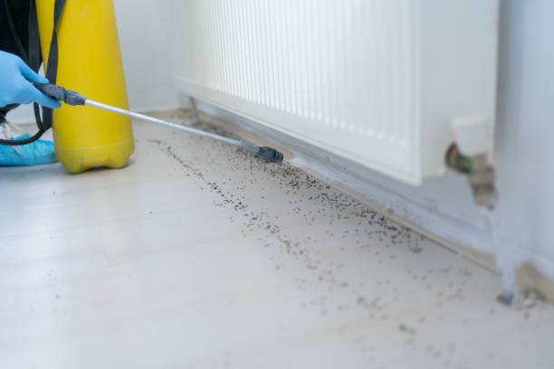 Best Emergency Pest Control  in Applewood, CO