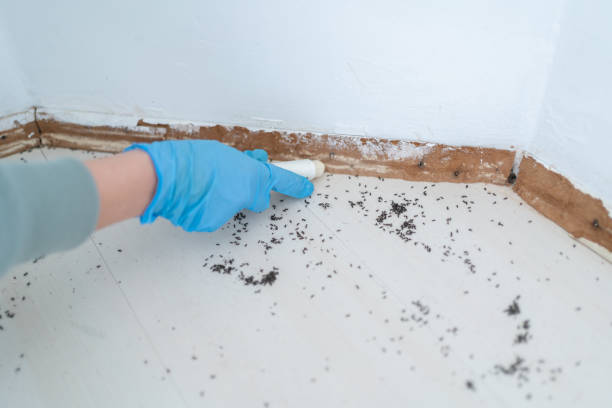 Best Cockroach Control Services  in Applewood, CO